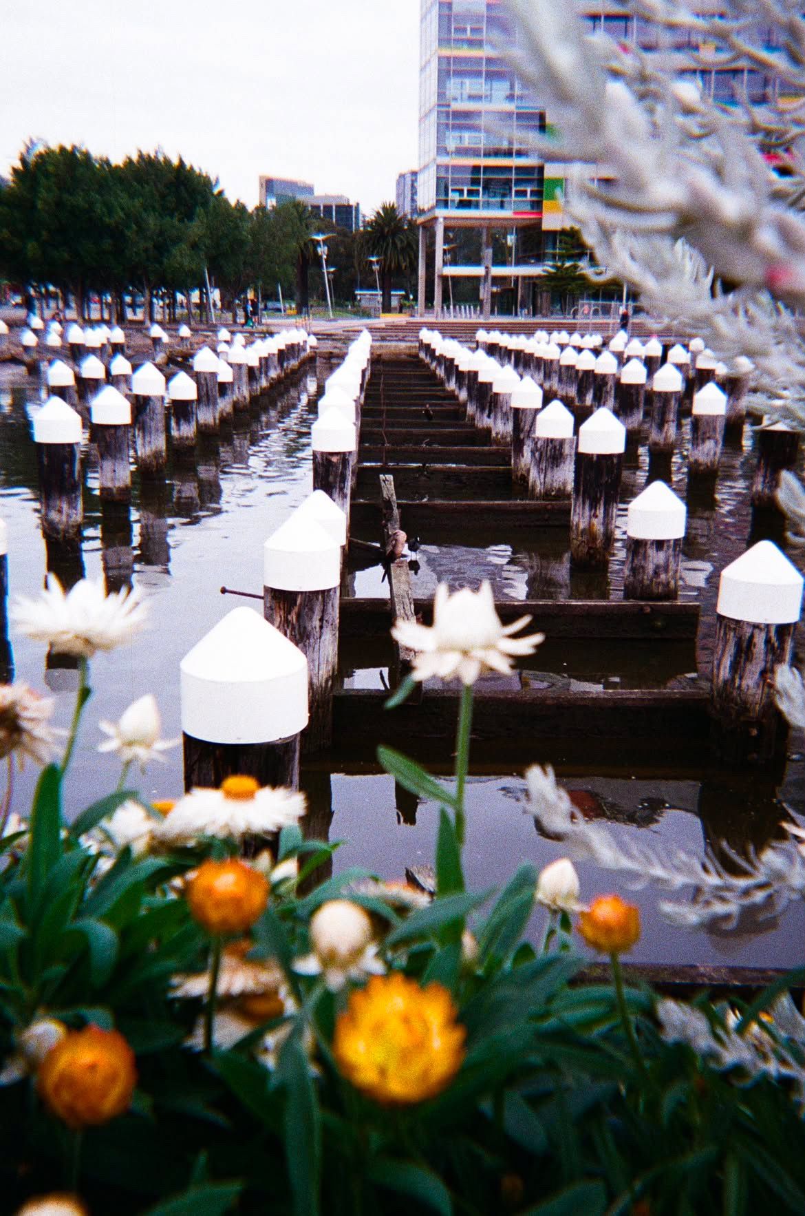 Flowers in front of pier posts, shot on film