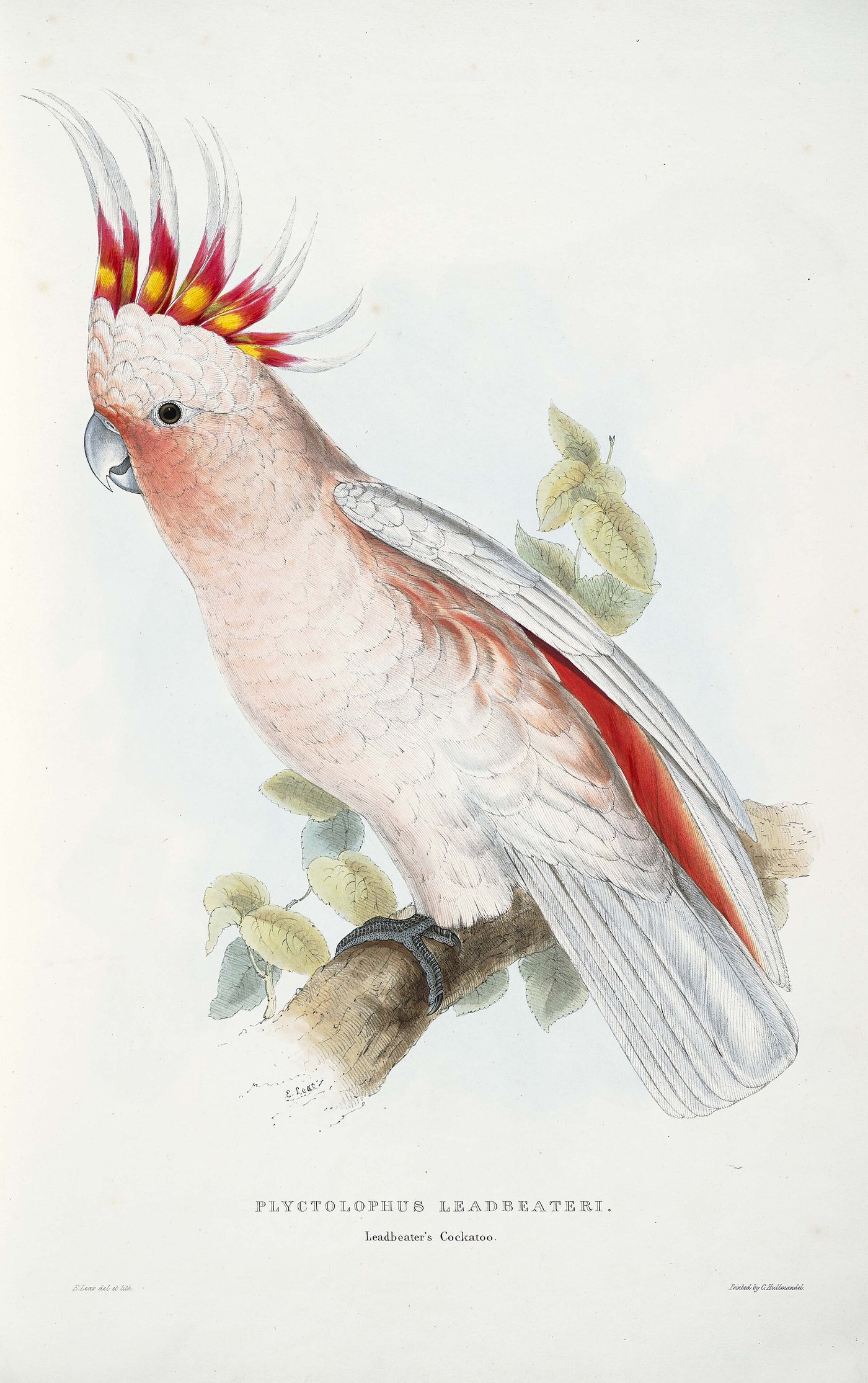 Hand-coloured plate of a pale pink Leadbeater's cockatoo with a red and yellow crest
