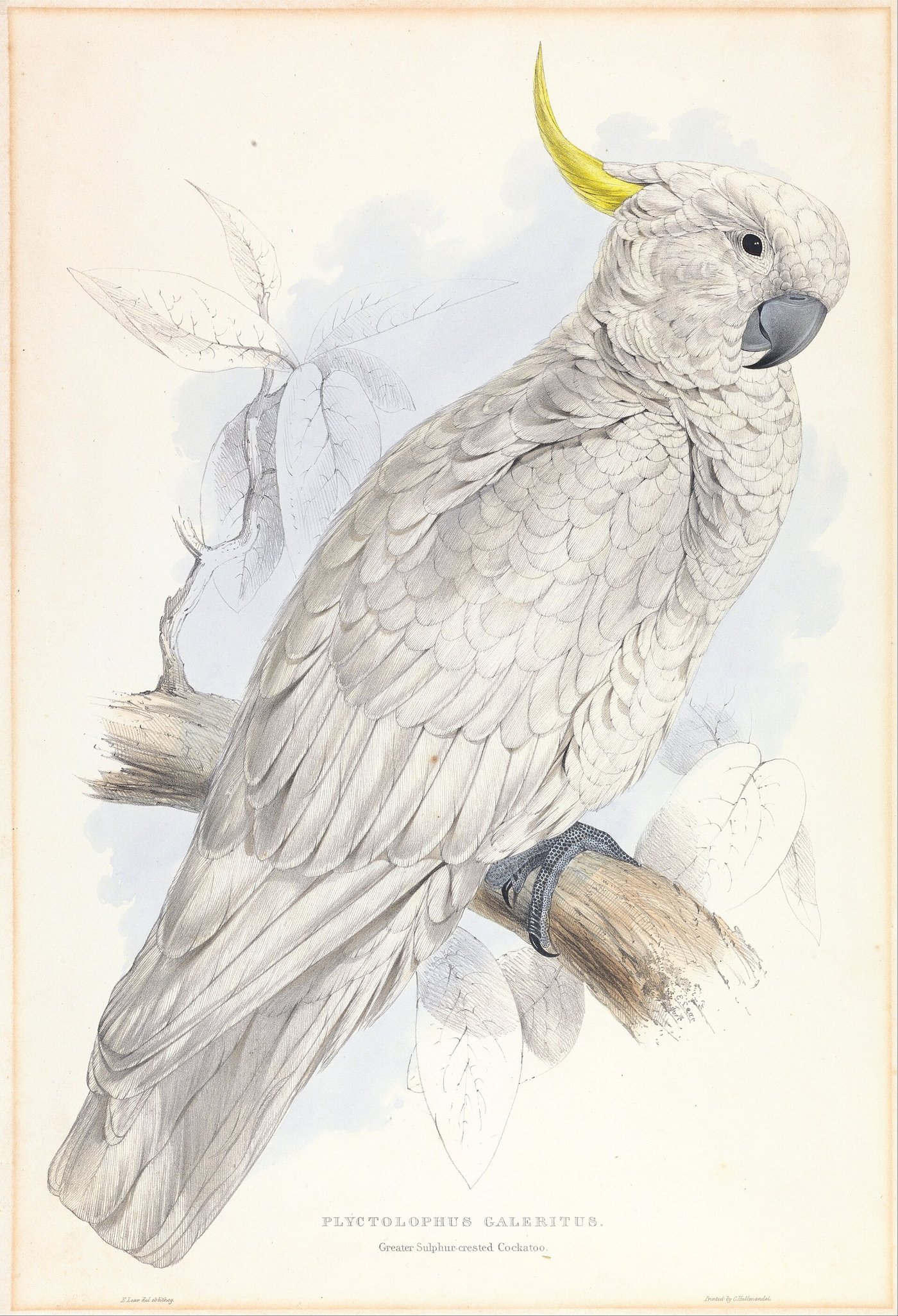 Hand-coloured plate of a white sulphur-crested cockatoo with a yellow crest, perched on a branch