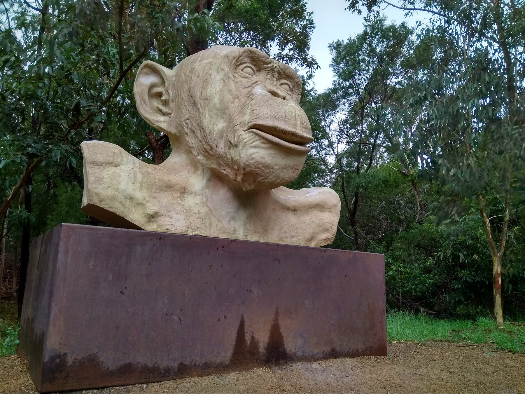 Lisa Roet's White Ape, a large pale chimpanzee head and shoulders on a rusted steel plinth among gum trees